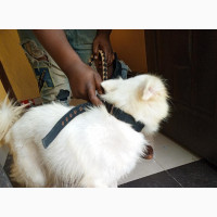 Female American Eskimo Dog Available for Adoption