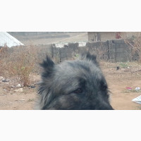 Purebred Caucasian Shepherd - Adult Female For Sale