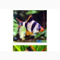 Tiger Barbs Fish
