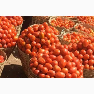 UTC Tomatoes