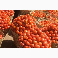 UTC Tomatoes