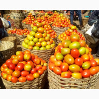 UTC Tomatoes