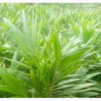 Tenera Seedlings Available - High-Quality Palm Oil