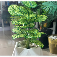 Green Plants
