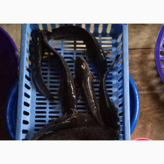 Fingerlings Catfish Available - Order Now