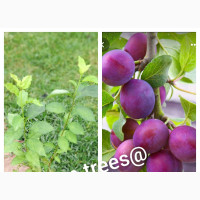 Plum Trees for Sale - Grow Your Own Fruit