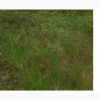 51 Acres Along Oshodi Apapa Express Way, for Sale