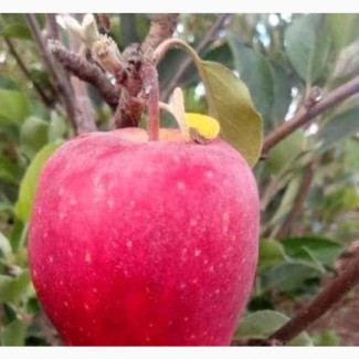 High-Yield Apple Tree Seedlings for Sale