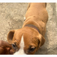 1-3 Months Male Mixed Breed American Bully For Sale