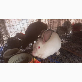 Foreign Breed Female Rabbit Available for Sale