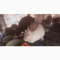 Foreign Breed Female Rabbit Available for Sale