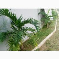 Queen Palm; Suitable Home Plant