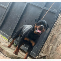 Male Rottweiler for Adoption