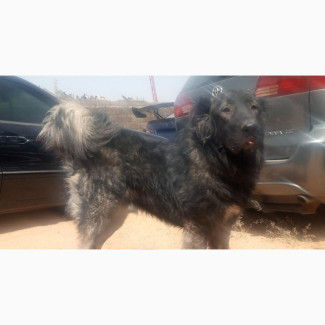 Caucasian Shepherd - 1+ year Male Purebred Available