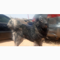 Caucasian Shepherd - 1+ year Male Purebred Available