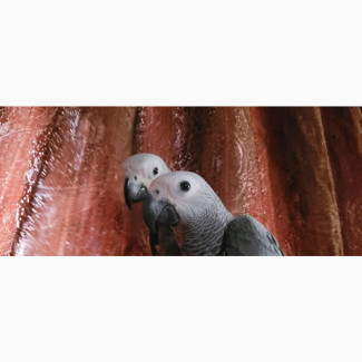 African Grey Talking Parrots Male Female