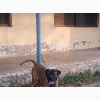 Female Boerboel Puppy - 1-3 Months Old