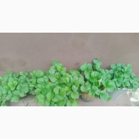 Fresh Strawberry Plants for Sale