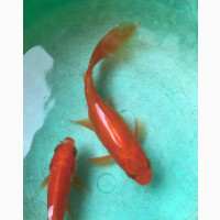 Gold Fish 9cm