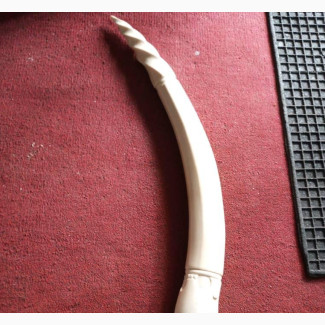 25 Inches Coiled Ivory Elephant Tusks - Brand New
