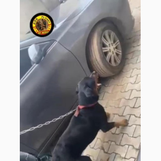 Purebred Female Rottweiler - 6-12 Months Old