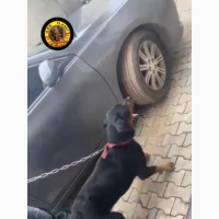 Purebred Female Rottweiler - 6-12 Months Old
