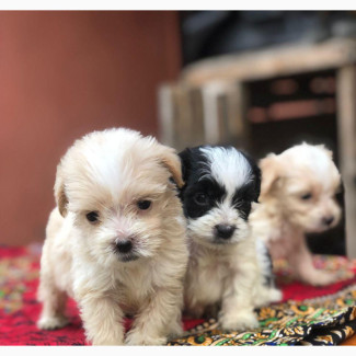 Adorable and Cute Female Lhasa Apso Puppy - Purebred