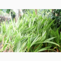 Hybrid Dwarf Coconut Seedlings - High Yielding Variety