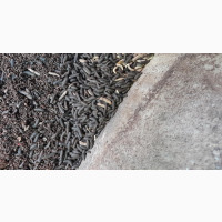 Black Soldier Fly Training and Farm Set-Up