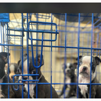 1-3 months Female Purebred Boston Terrier