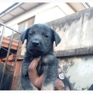 German Shepherd Puppies Available for Rehoming - Female, Mixed Breed