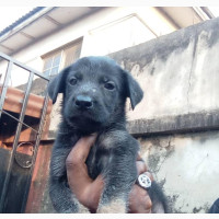 German Shepherd Puppies Available for Rehoming - Female, Mixed Breed