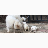 American Eskimo - Female Purebred Puppy Available