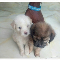 Female Lhasa Apso Puppies Available