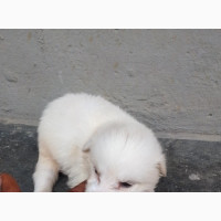 Male American Eskimo Puppy for Sale