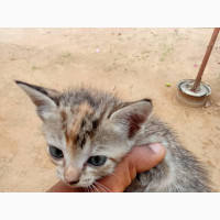 Chinese Li Hua Female Kitten 0-1 Month Old