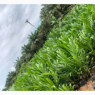 Suppergene Oil Palm Seedlings