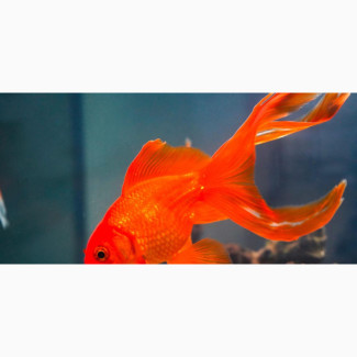 Goldfish for Sale
