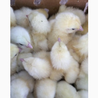 Broiler Chicks for Sale - Quality and Affordable