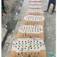 Broiler Chicks for Sale - Quality and Affordable
