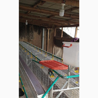 Two Tears (2 Steps)Battery Cage for Layers