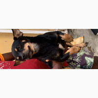 1+ year Female Purebred Chihuahua