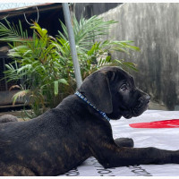 Female Purebred Cane Corso Puppy for Sale in Lagos
