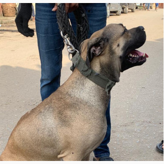 Female Purebred Boerboel - Active, Friendly, and Security Conscious