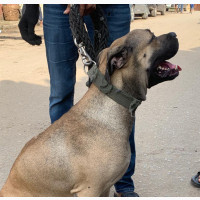 Female Purebred Boerboel - Active, Friendly, and Security Conscious