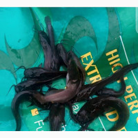 Fast Growing Catfish Fingerlings Available for Sale