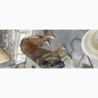 Purebred Female Caucasian Shepherd - 1+ Year Old