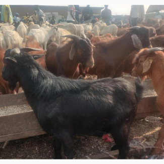 Affordable Live N Dressed Goat