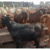 Affordable Live N Dressed Goat