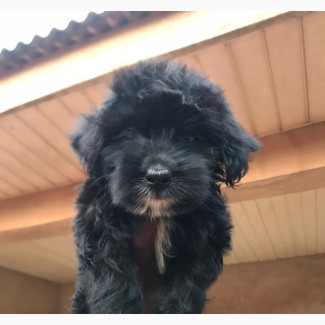 1-3 Month Female Purebred Lhasa Apso